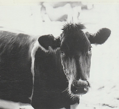 black and white photo of a cow