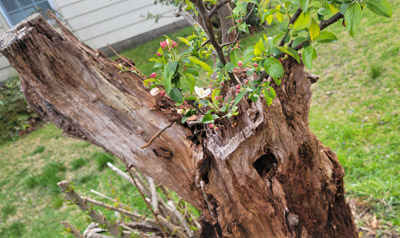 photograph of a small crabapple tree growing out of the stump of a dead cherry tree